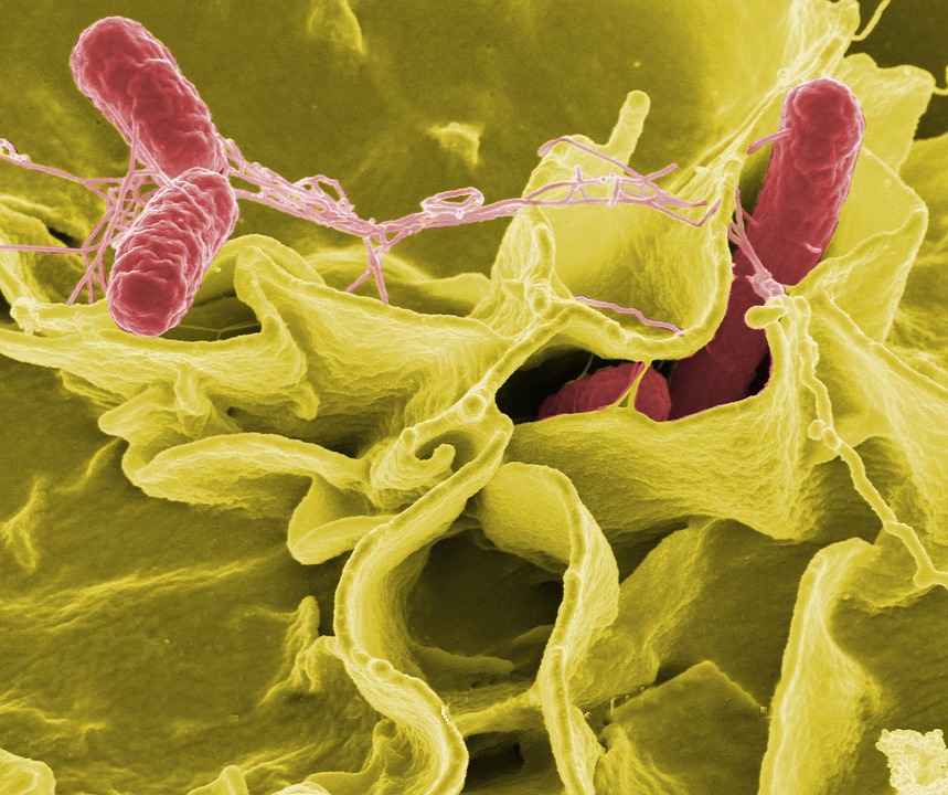 Salmonella Treatment Market by Product (Antibiotics, Vaccines), by End-user (Hospital, Clinics)-Global Outlook and Forecast 2020-2030