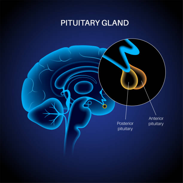 Hypopituitarism Diagnostics Market by Type (Isolated Pituitary Deficiency, Multiple Pituitary Hormone Deficiency), Test Type (Hormone Stimulation, MRI or CT scan), End User (Hospitals, Specialty Clinics, Academic Research Institutes) – Global Outlook & Forecast 2022-2030